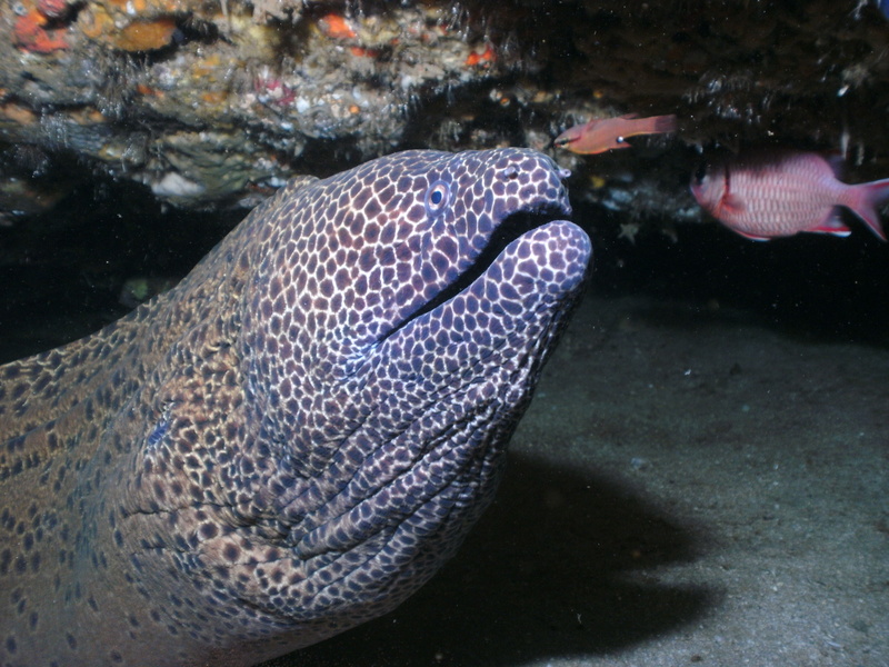 spots, aliwal shoal, animals in the wild, swimming, animal, scuba, sea, 4K, reef, teeth, moray, ocean, nature, close-up, underwater, black, animal themes