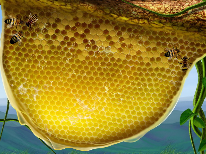 honeycomb, honey, nature, 2K