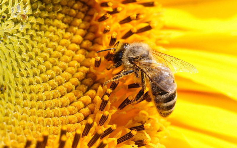 Miel, Insecto, animal wildlife, animals in the wild, fragility, invertebrate, vulnerability, flowering plant, plant, growth, petal, yellow, beauty in nature