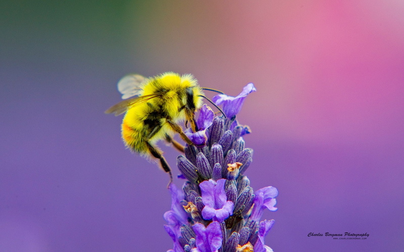 Polinizando, Insectos, Flores, abeja, 1080P