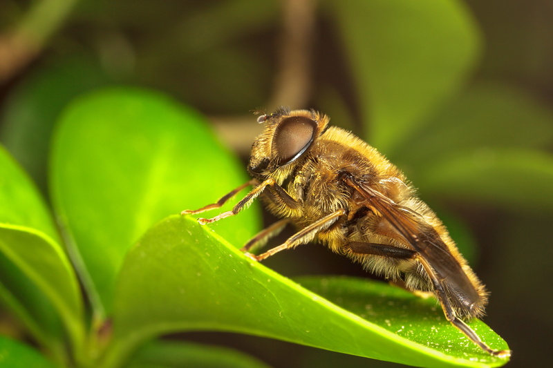 Animales, abeja, Hoja, 4K, Insecto
