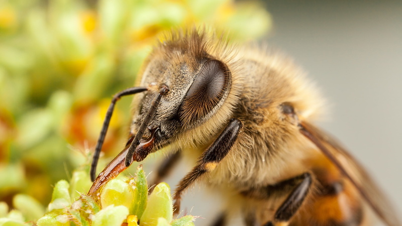 2K, abeja, insecto, flor, polinizando, animales