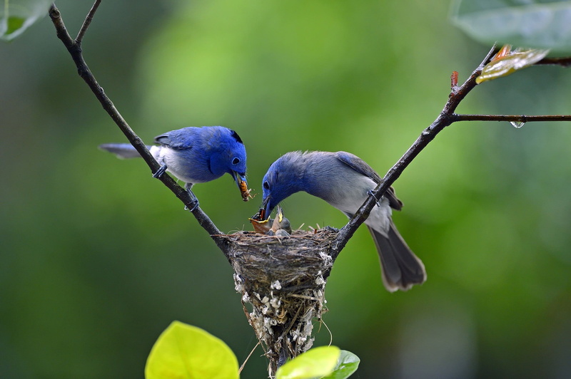 branch, 1080P, chicks, drop, birds, nest