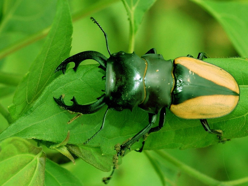 freshness, escrabajo, fruit, food, leaf, Animales, Pelotero, animal themes, plant part, no people, green color, plant, close-up, nature, ant, one animal
