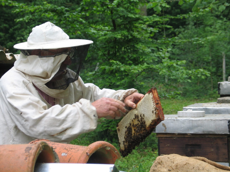 tree, Honey, Bees, nature, animal wildlife, man, one person, one man only, 2K, Beekeeper, beehive, occupation, Beekeeping, apiary, protective workwear