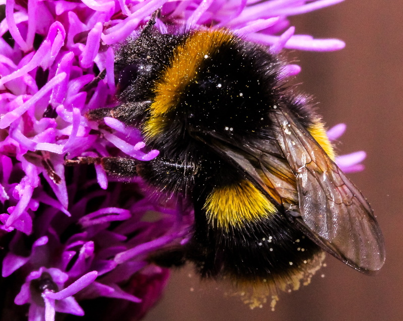 close-up, plant, macro, honeybee, beehive, animal, honey, animal themes, honeycomb, wing, animals in the wild, animal wildlife, one animal, flower, invertebrate
