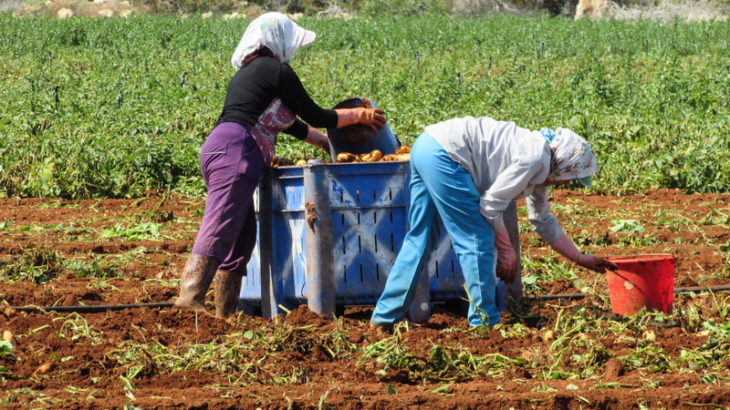 real people, men, farming, Potatoes, casual clothing, farmer, field, manual Worker, produce, land, harvesting, people, organic, 4K, Liopetri, vegetable