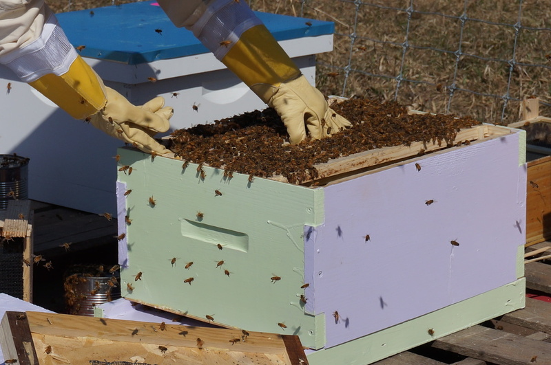 farm, nurturing, wooden, bee, beeswax, animal wildlife, agriculture, insect, apiarist, suit, honey bee, frames, organic, nectar, apiary, beekeeper, plant