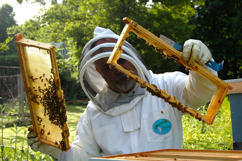 white color, honeybee, hat, wearing, men, hive, clothing, colony, plant, traditional clothing, focus on foreground, holding, obscured face, sunlight, bee