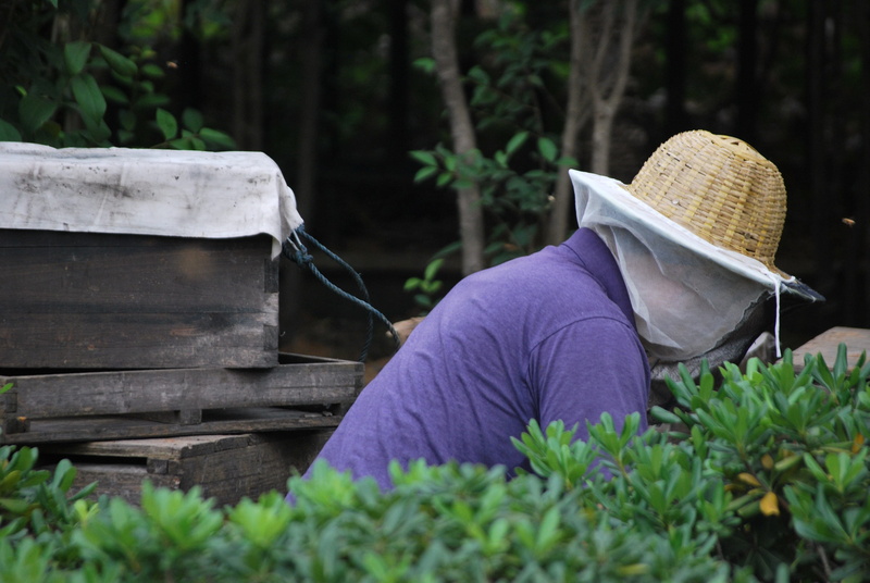 plant, outdoors, hat, tree, real people, honeybees, one woman only, bench, agriculture, leisure activity, nature, Worker, harvest, swarm, Beekeeper, seat