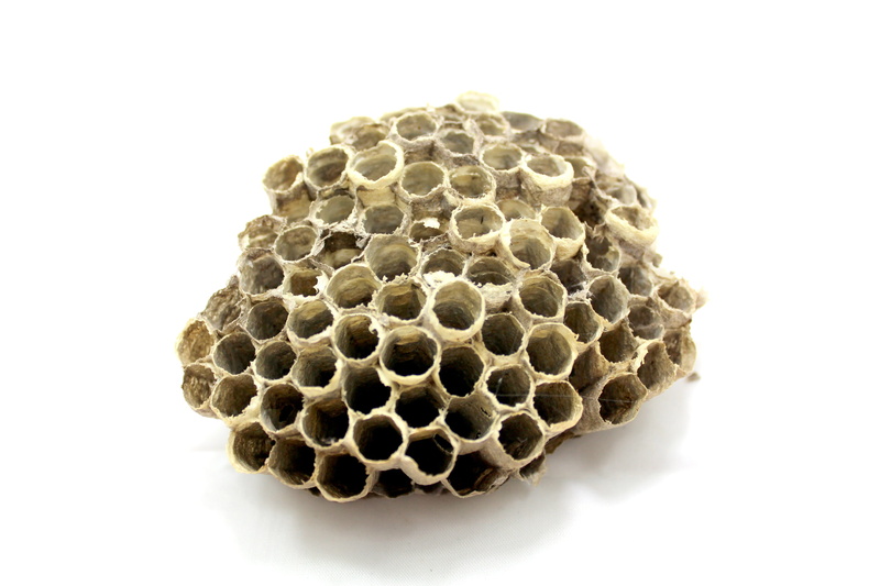 indoors, Insect, breakfast, pollen, bee, natural, record, young, health, design, hexagon, dry, shape, honeybees, beeswax, 2K, summer, honeybee, people