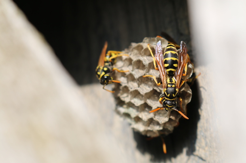 macro, pollen, close-up, wildlife, 5K, animals in the wild, bee, wasp, day, stinger, pollination, animal Nest, invertebrate, animal, yellow, honey, animal Wing