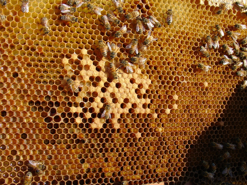 animal wildlife, backgrounds, invertebrate, Folks, Bee, folks  presents, close-up, apiculture, Honeycomb, pattern, animals in the wild, 2K, nature, full frame