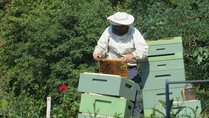 apiculture, beehive, invertebrate, holding, animal wildlife, outdoors, food and drink, person, beekeeper, bee, one person, agriculture, honey, honey bee