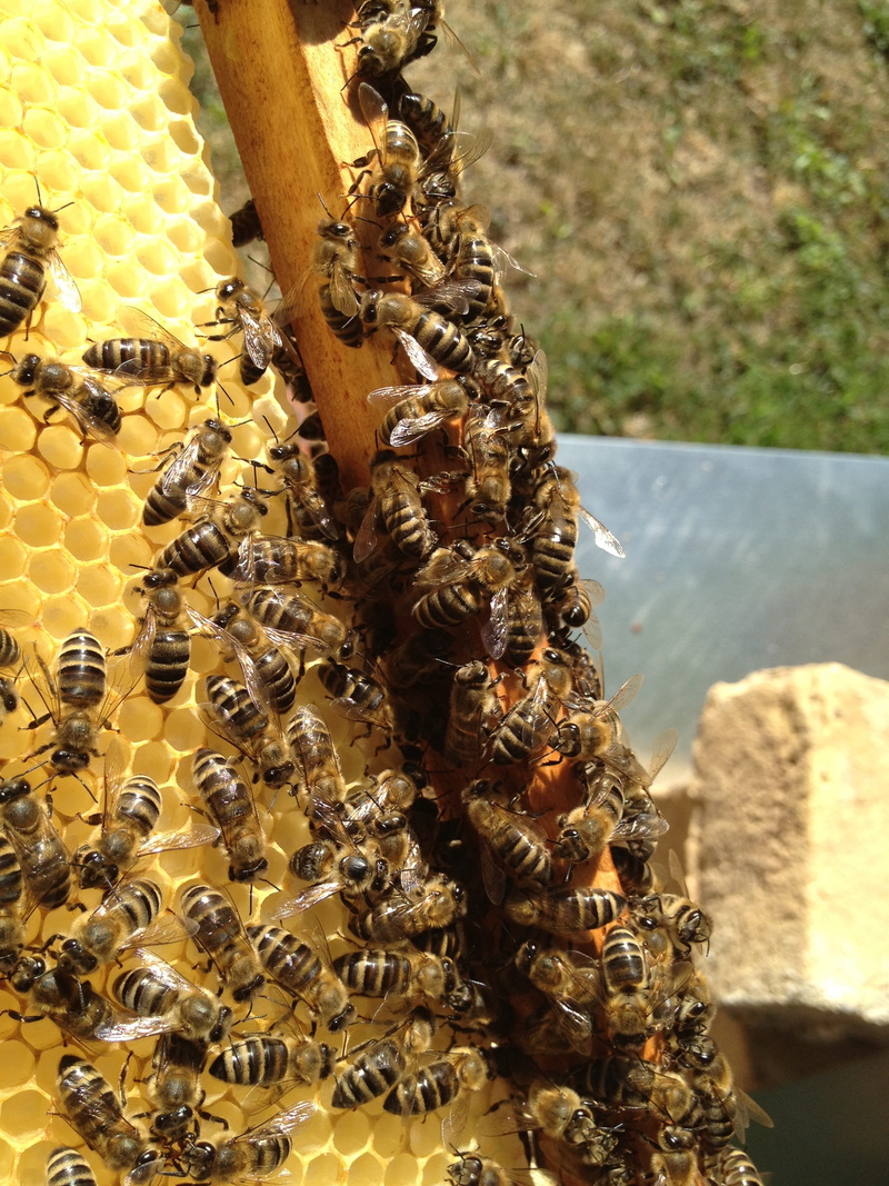 focus on foreground, marine, bloom, large group of animals, day, honey, blossom, close-up, nature, no people, beehive, outdoors, bee, animal, bees, apiculture