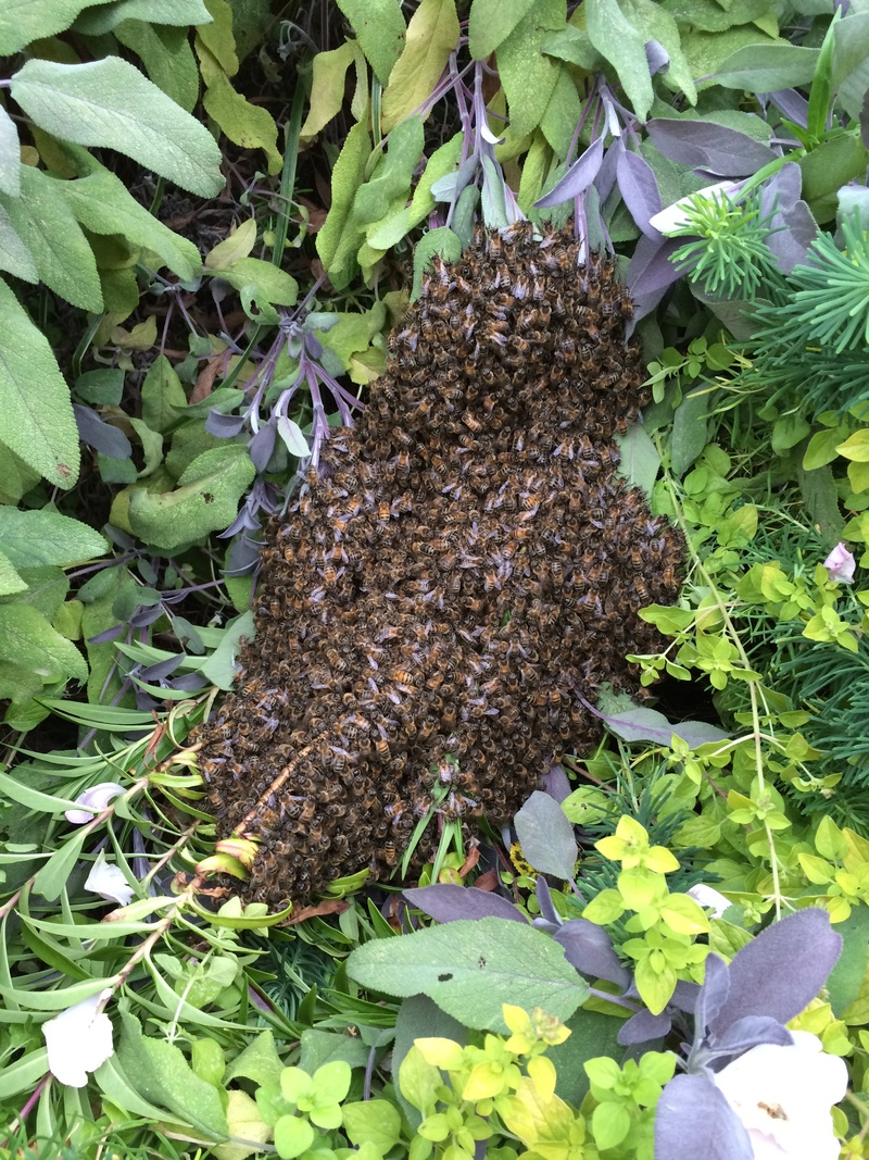 insects, outdoors, swarm, food and drink, bee-house, invertebrate, leaf, large group of animals, honeybee, no people, day, green color, close-up, 2K, growth