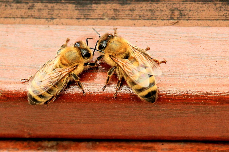 close-up, food, beehive, animal, 4K, honey, focus on foreground, zoology, one animal, animal themes, bee, animal wing, hard working, wood - material, honey bees