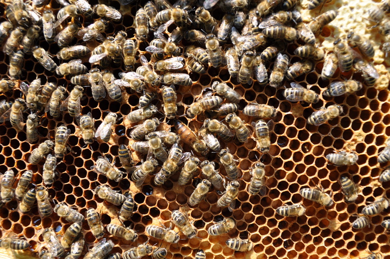 4K, animal, nature, backgrounds, insect, group of animals, apiculture, honeycomb, animal themes, bee, close-up, invertebrate, beauty in nature, beehive