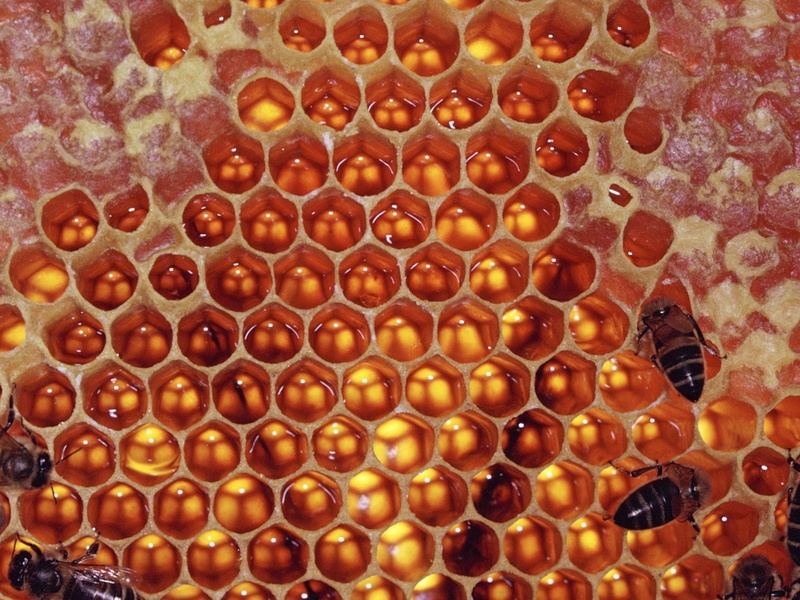 720P, invertebrate, backgrounds, food, Pollination, Bees, animal themes, close-up, bee, pattern, Honeycomb, animal wildlife, nature, brown, Honey, animals in the wild