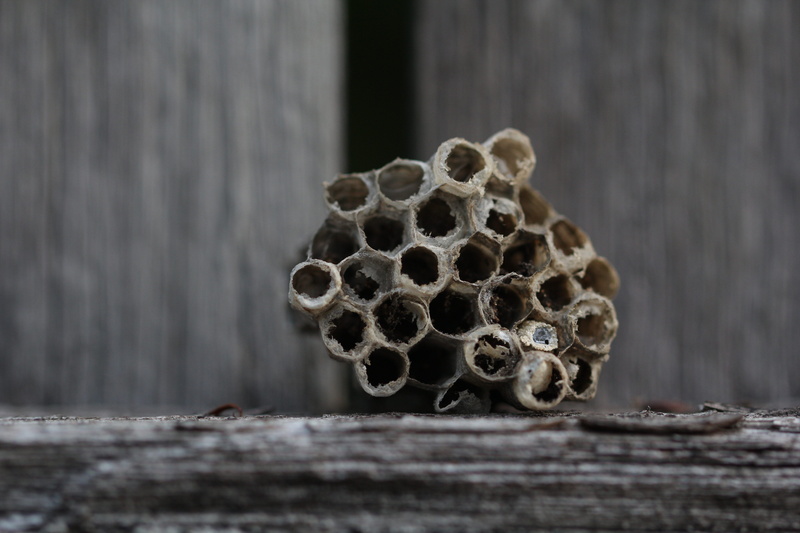 beehive, textured, 5K, the, close-up, nature, branches, bee, wood - material, insects, nest, honeycomb, wasp, design, dry, animals in the wild, outdoors