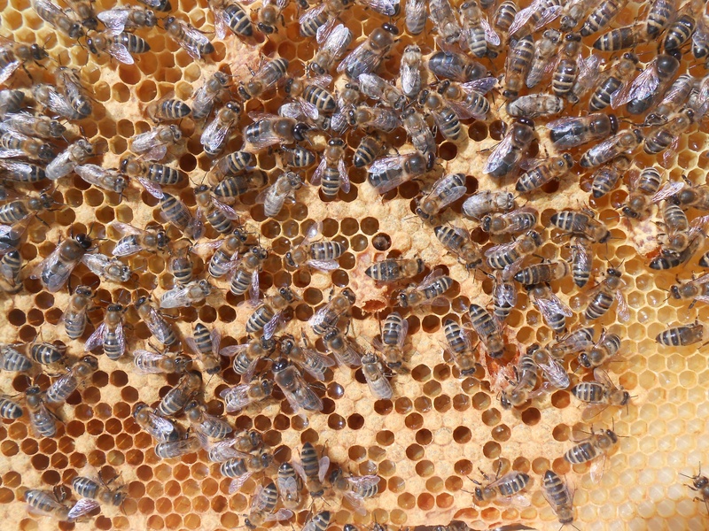 pattern, honeycomb, cell, animals in the wild, animal themes, beehive, bees, cap, close-up, full frame, animal wildlife, apiculture, bee, invertebrate