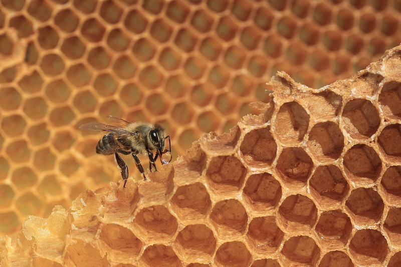 invertebrate, honeycomb, apiculture, bee, animals, group of animals, beauty in nature, Bees, honey, hexagon, honey bee, animal wildlife, beehive, insect