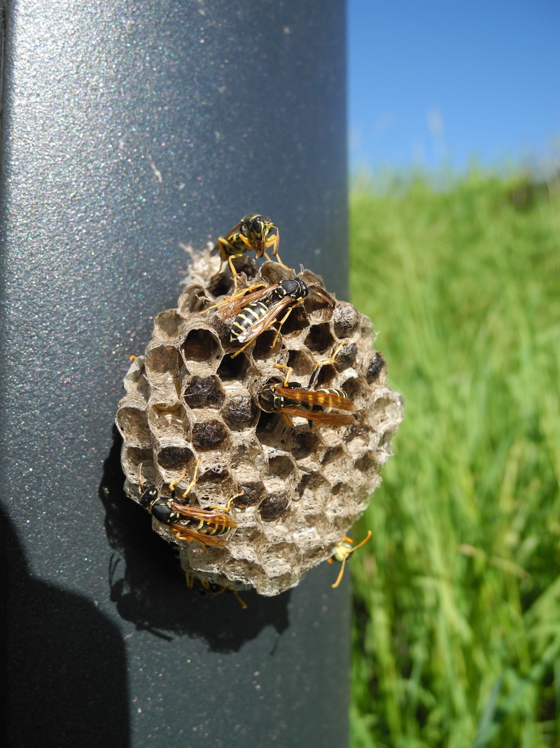 day, insect, apiculture, 2K, honeycomb, animal themes, no people, animal, team work, invertebrate, focus on foreground, nature, beehive, alveoli, bee