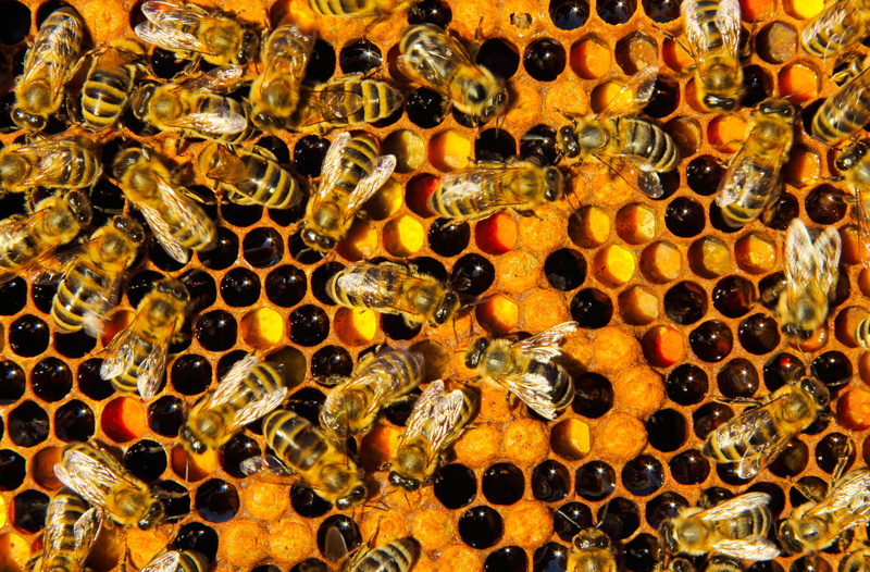 full frame, animal themes, semi-precious gem, no people, large group of animals, animal wildlife, apiculture, animal, honey bee, beauty in nature, insect
