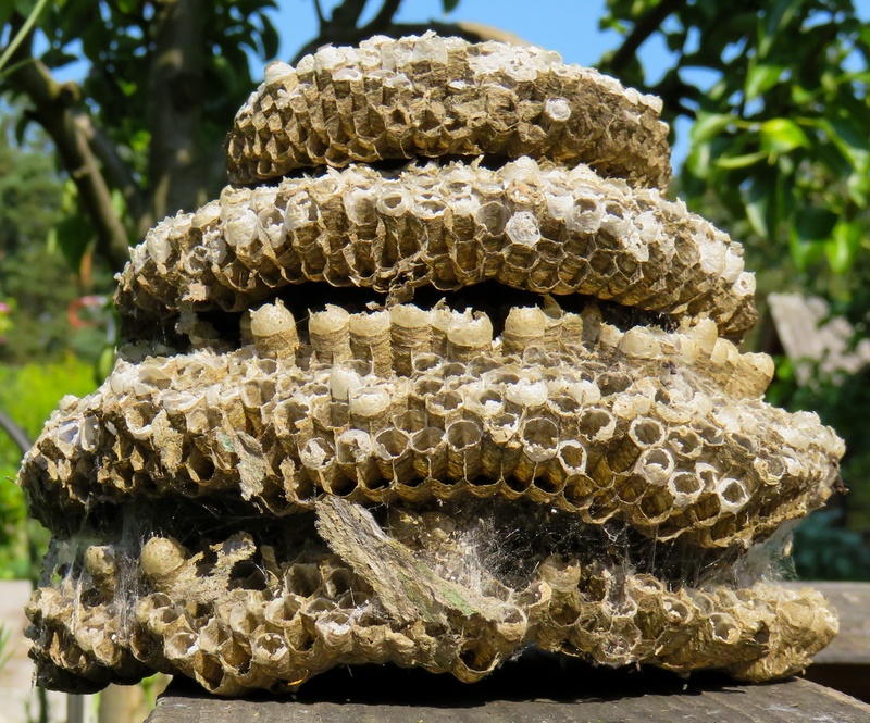 combs, animal, beehive, animal themes, bee, 2K, focus on foreground, animals in the wild, textured, building, invertebrate, no people, honeycomb, pattern