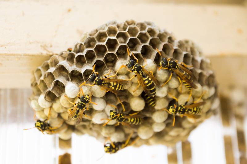 yellow, insect, hive, bee, beehive, day, pattern, honeycomb structure, apiculture, animal, animal wildlife, bees, no people, combs, honey, wasps dwelling