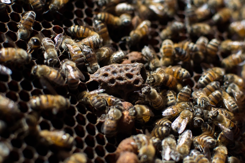 natural pattern, apiculture, insect, close-up, animal, 2K, invertebrate, marine, honeycomb, no people, zoology, honey bee, animals in the wild, beekeeping