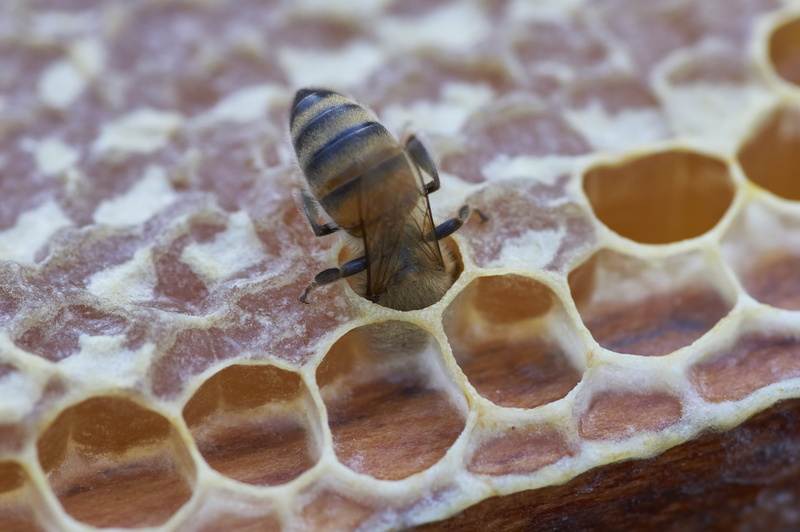 apiculture, selective focus, honeycomb, close-up, 4K, animal, invertebrate, honeybee, pattern, beehive, animal themes, bee, animals in the wild, day, natural pattern