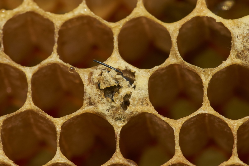 hexagon, 5K, dry, full frame, invertebrate, natural pattern, beehive, pattern, focus, focus on foreground, photography, close-up, honey, selective, comb
