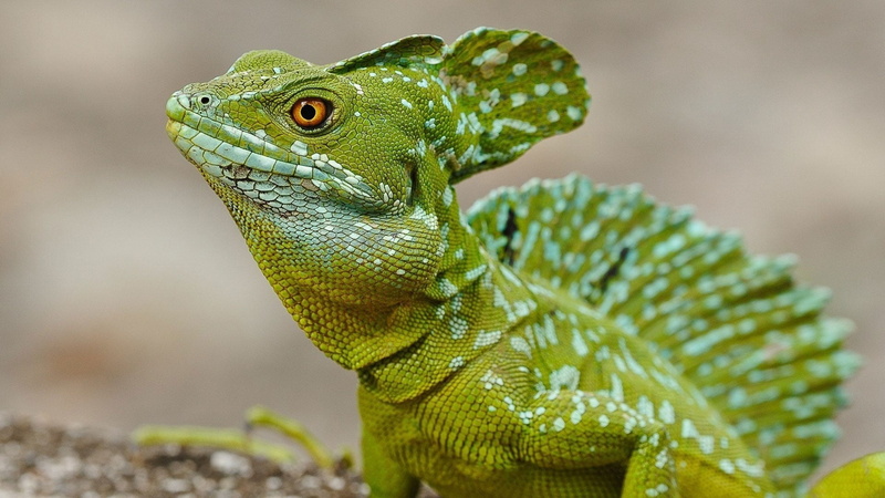 backgrounds, animal Eye, no people, one Animal, tropical Climate, 1080P, animal wildlife, animals In The Wild, lizzard, skin, lizard, nature, dragon, gecko
