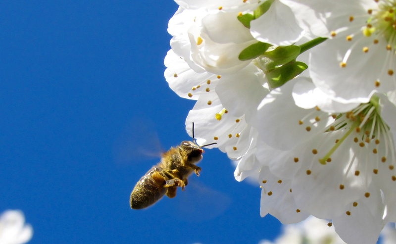 springtime, animal themes, animal wildlife, blossom, daytime, close-up, garden, flower, color, blue sky, wings, insect, blooming, spring flower, one animal