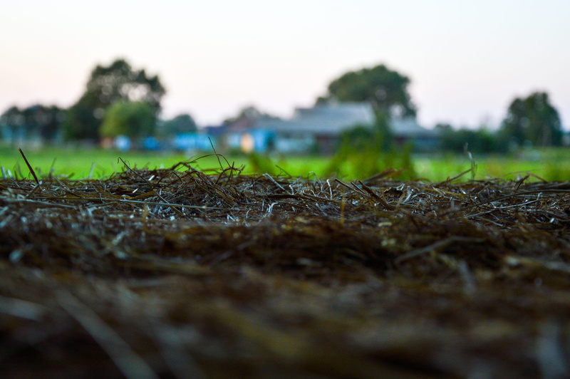 ground, landscape, sunset, sky, rural scene, dry grass, close-up, tree, agriculture, tranquility, nature, blur, day, dawn, surface level, grass, land, wood