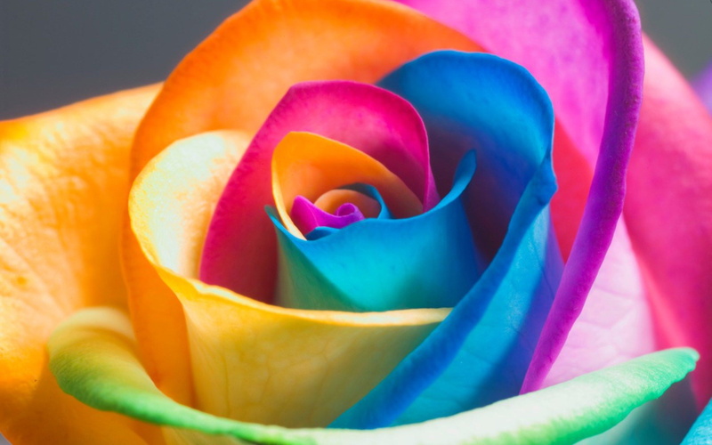 pink, 1920x1080, desktop, 3d rose live, Rose, paper, rose live  download, large rose, 2K, butterfly, 3D, flower