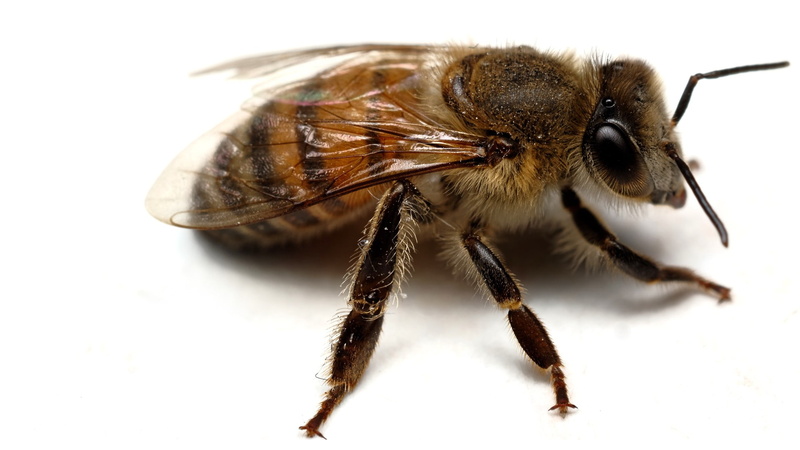 white, macro, bees, nature, wings, 1080P, insect