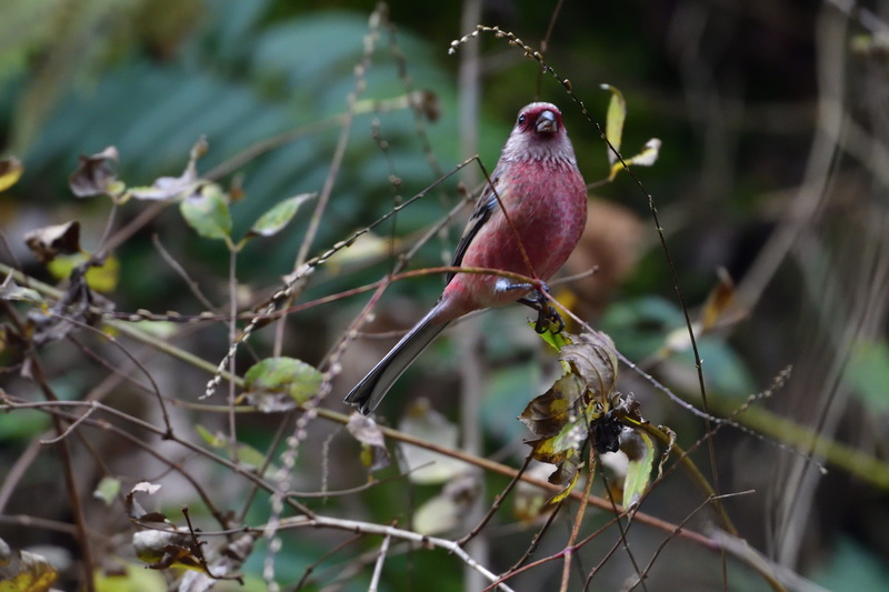 perching, selective focus, day, tree, focus on foreground, branch, nature, 5K, animal, close-up, one animal, animal themes, bird, vertebrate, animals in the wild
