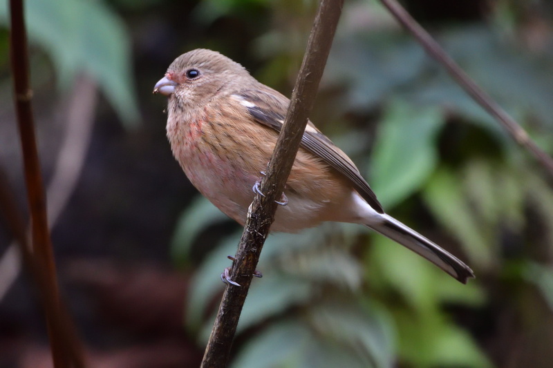 plant, twig, nature, bird, animals in the wild, wild animals, no people, veneer system the, close-up, tree, animal, focus on foreground, animal wildlife