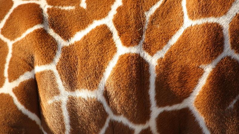 animal, mammal, animal body part, 1080P, animals, design, texture, brown, structure, animal hair, giraffe, one animal, pattern, honeycomb, cat, carpet - decor