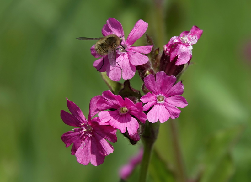 foraging, pollen, insect, beauty in nature, flower, purple, flora, pink, invertebrate, plant, spring, one animal, focus on foreground, 4K, animal themes