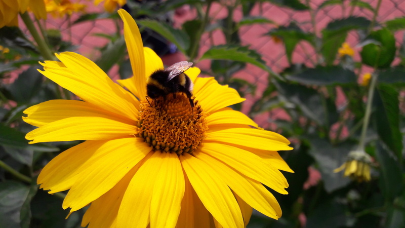 animal, flowers, no people, beauty In Nature, green Color, a yellow flower, flying insect, flower Head, flowering plant, one animal, beauty, vegetable garden