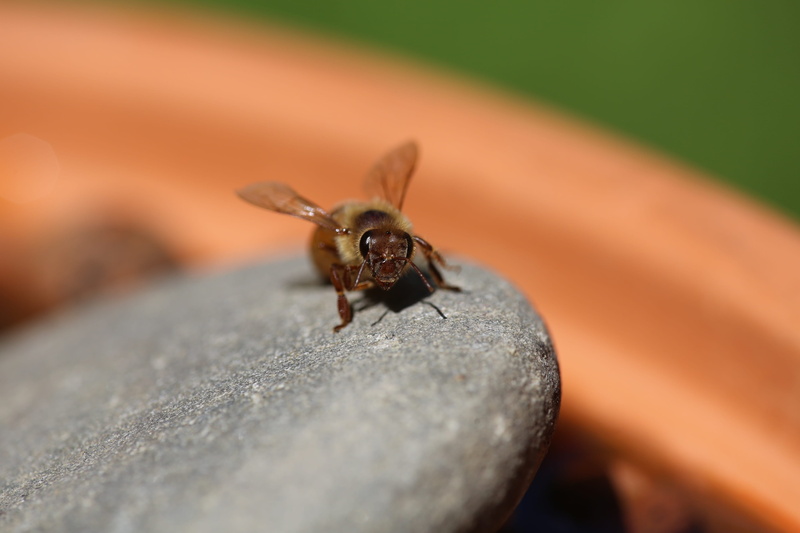 apiary, human body part, wax, 4K, eyes, close-up, animal wildlife, invertebrate, day, water, body part, outdoors, animals in the wild, macro, selective focus
