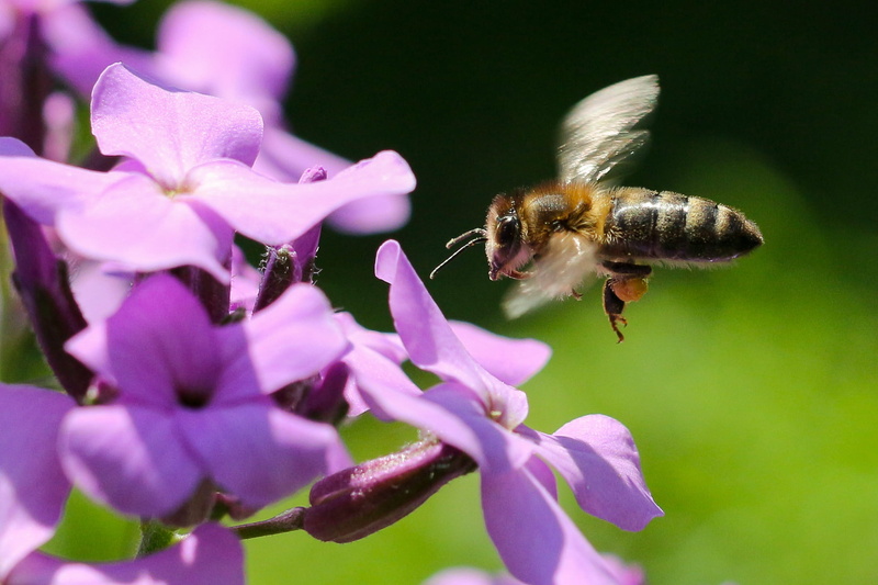 brown, nature, collect, garden, insects, pollen, petaled, bee, springtime, petals, flowering plant, beauty, bumblebee, close-up, animal themes, bloom, growth