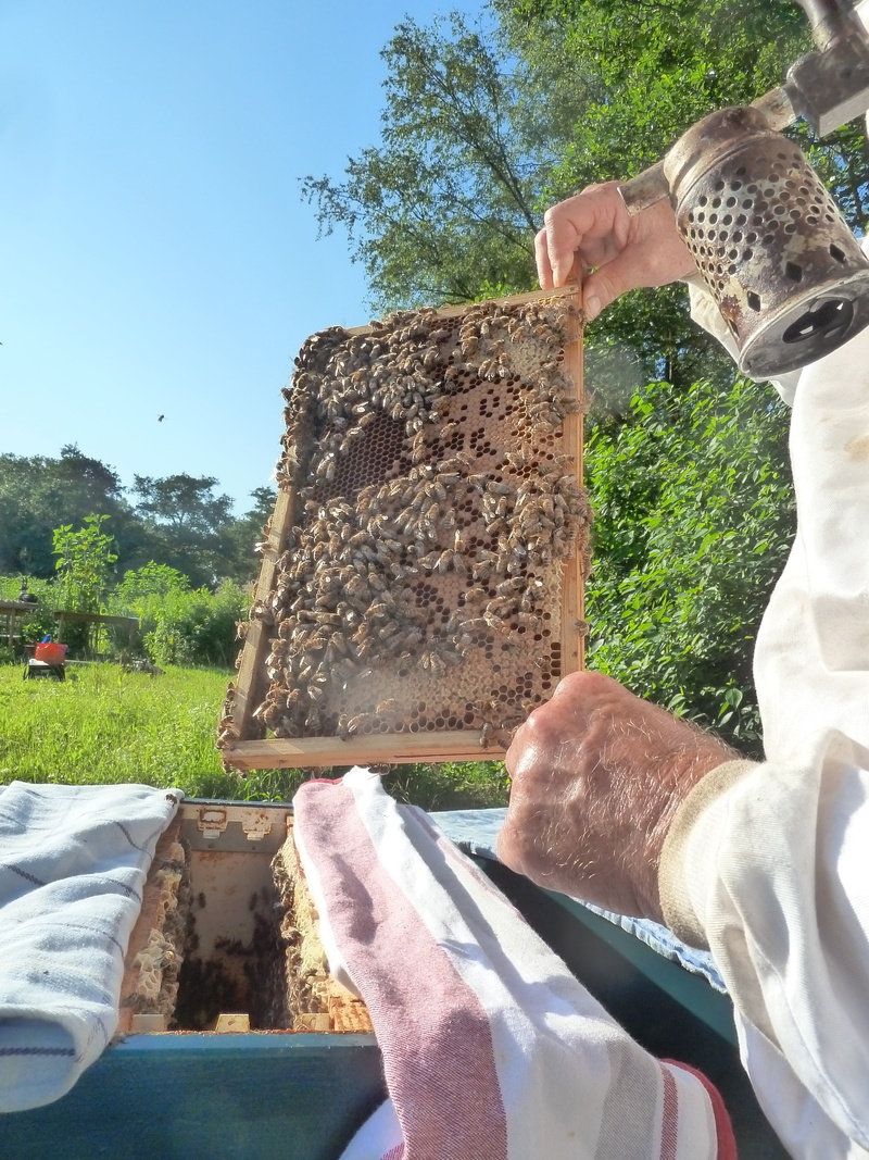 bees, plant, human body part, apiary, tree, sky, holding, outdoors, men, honeycomb, adult, one person, lifestyles, close-up, beekeeper, leisure activity