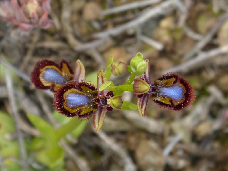 land, day, plant, outdoors, selective focus, orchid, flowering plant, beauty in nature, bud, nature, beginnings, freshness, flower head, Ophrys Speculum