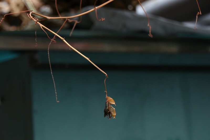 garden spider, plant stem, 5K, nature, brown, no people, water, day, bee, growth, hanging, wasp, dung beetle, insect, close-up, bumblebee, dry, advertisement