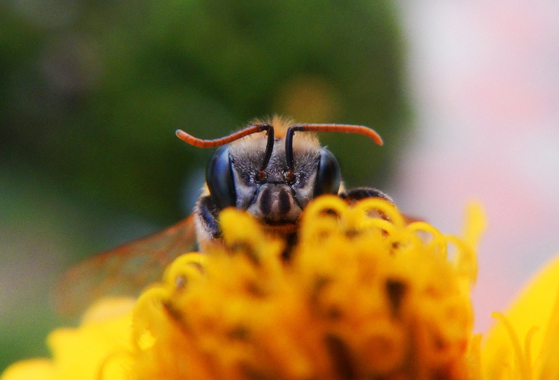 wing, close-up, daisy, animal wildlife, bee, invertebrate, nectar, flower, no people, nature, bees, vulnerability, selective focus, apiary, flowering plant