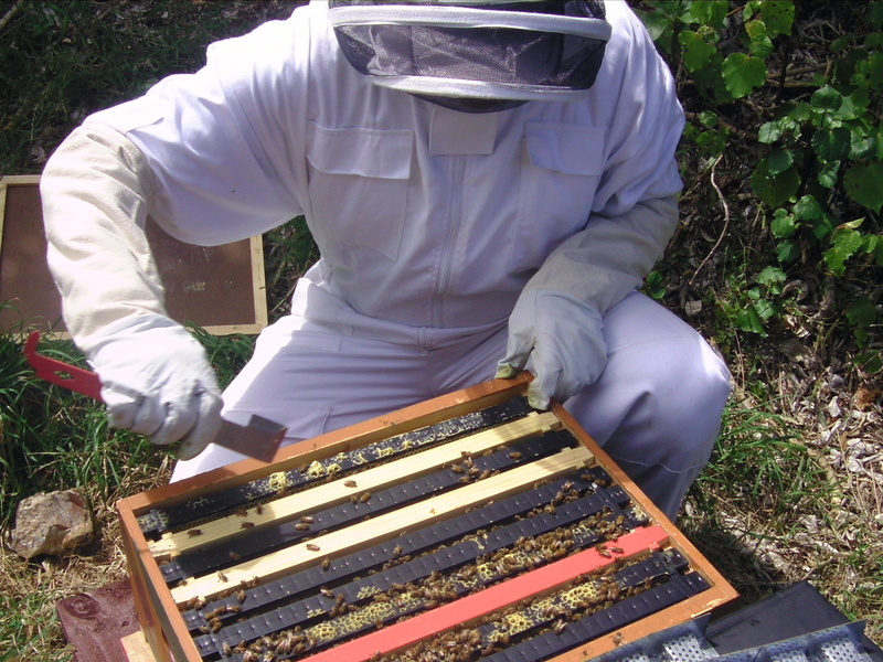 food, beehive, occupation, one person, honey, frame, apiculture, real people, apiary, swarm, nature, men, plant, apis, protective workwear, bee, beekeeper